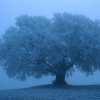 baum im nebel